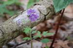 Phacelia bipinnatifida*