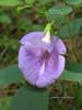 Clitoria mariana*