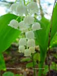 Convallaria majuscula*