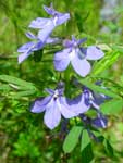 Lobelia puberula*