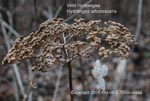 Hydrangea arborescens*