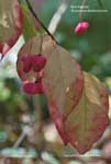 Euonymus atropurpureus*