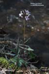 Cardamine angustata