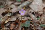 Oxalis violacea*