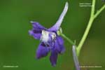 Delphinium tricorne*