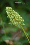 Amianthium muscitoxicum*