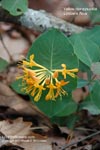 Lonicera flava