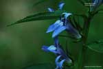 Lobelia siphilitica*