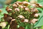 Hydrangea quercifolia*
