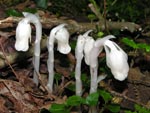 Monotropa uniflora*